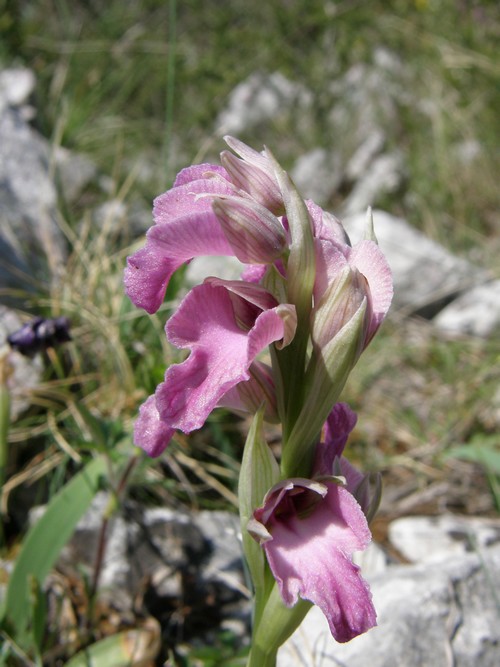 ibridi di Serapias neglecta:  X Serapicamptis